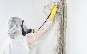 Best Emergency Mold Remediation in Brillion, WI